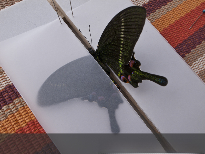 V-shaped butterfly fin plate insect specimen making tool specimen collection experimental equipment recommend