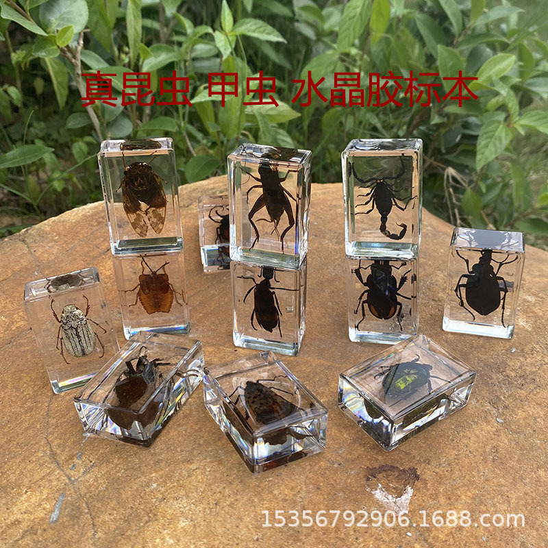 Реальные образцы насекомых, пособия для науки, прозрачные кристаллы из смолы, украшения, жуки, пауки, скорпион, золотая черепаха, саранча, кузнечики