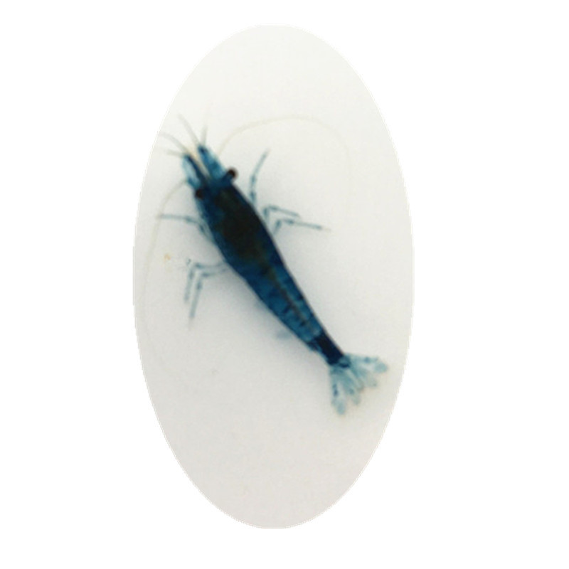 Blue Velvet Shrimp Live Ornamental Shrimp Pet Shrimp Colorfulful Shrimp Rice Shrimp Grass Tank Algae Removal Cleaning Own Shrimp Farm Direct Approval