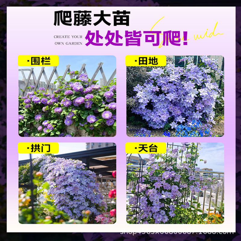 Clematis Seedlings Climbing Plants Courtyard Cold-Resistant Green Plants Potted Seedlings Utopia Silver Coins Balcony Four-Season Climbing Florals