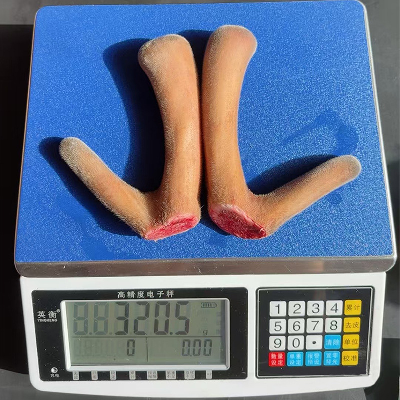 Fresh Deer Antler, Jilin Deer Antler Segment, Whole Deer Antler for Soup and Wine, Deer Antler Segment Slices, Wholesale Fresh Deer Antler from the Place of Origin