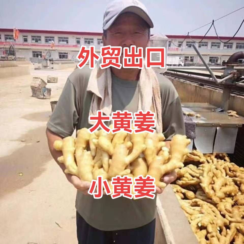 Экспорт имбиря, цена имбиря, имбирь ревеня, цена на маленький куркуму, цена на имбирь происхождения, в наличии