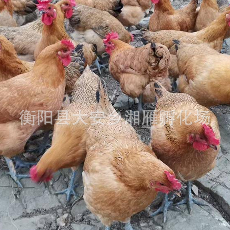 One-Day-Old Red Yao Native Chicken Seedlings, Male Seedlings, Mixed Seedlings, Black Yao Chicken Seedlings, Egg Chicken Native Chicken Seedlings, Transport Package, Vaccination