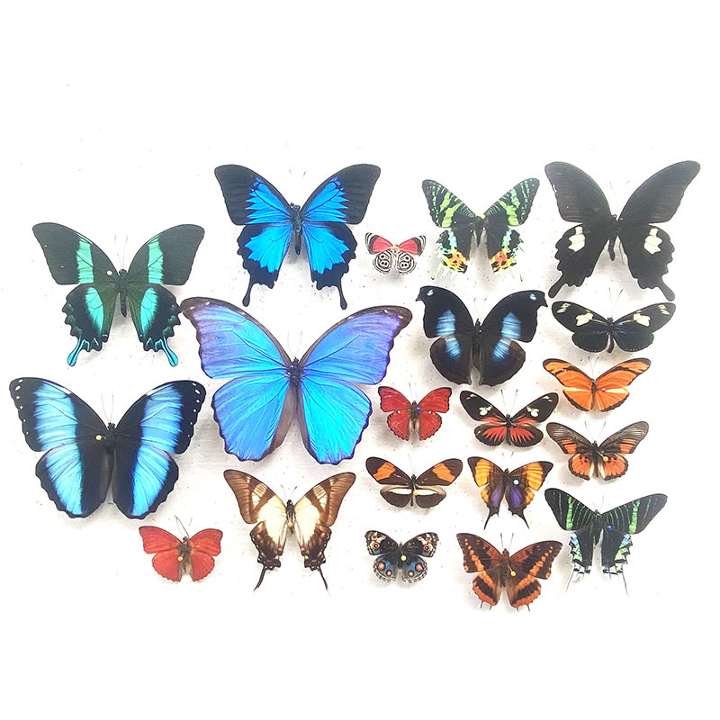 Real Butterfly Specimens Spread Their Wings, Various Spread-Winged Mixed Butterflies, Green-Striped Swallowtail Butterflies, Elegant Gray Butterflies, Insects and Beetles, Kindergarten Teaching