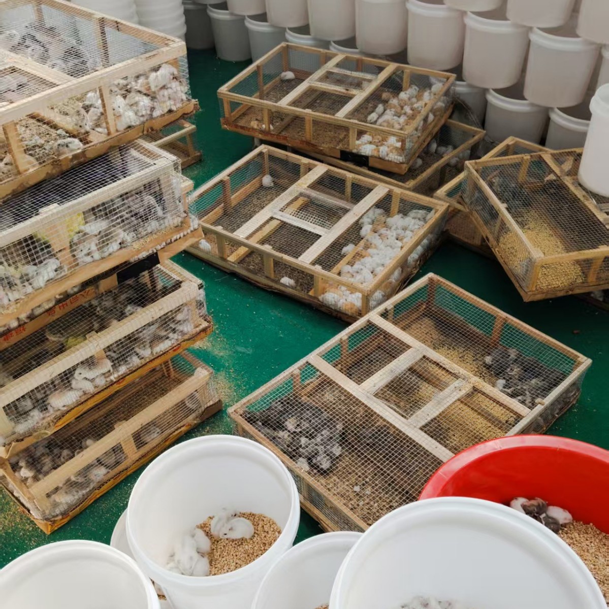 Хомяки для детей: один самец и одна самка, живые хомяки, фиолетовый хомяк, пухлый хомяк, серебристый лисичка, трехполосный хомяк