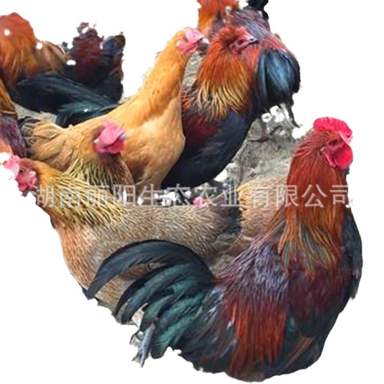 Hei Yao Chicken Mother Seedling Hatchery Supplies Hatched Small-Footed Chicken Seedlings, Dewarmed Chickens, and Jute Chickens, Black Chickens, and Three Yellow Chickens