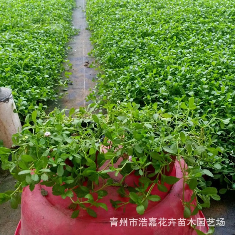 Jiyan Weeping Grass Pink Flower Ground Cover Plant Trampling Resistant Plant Flowers and Green Plants Wuyi Straight Supply Jiyan Weeping Grass