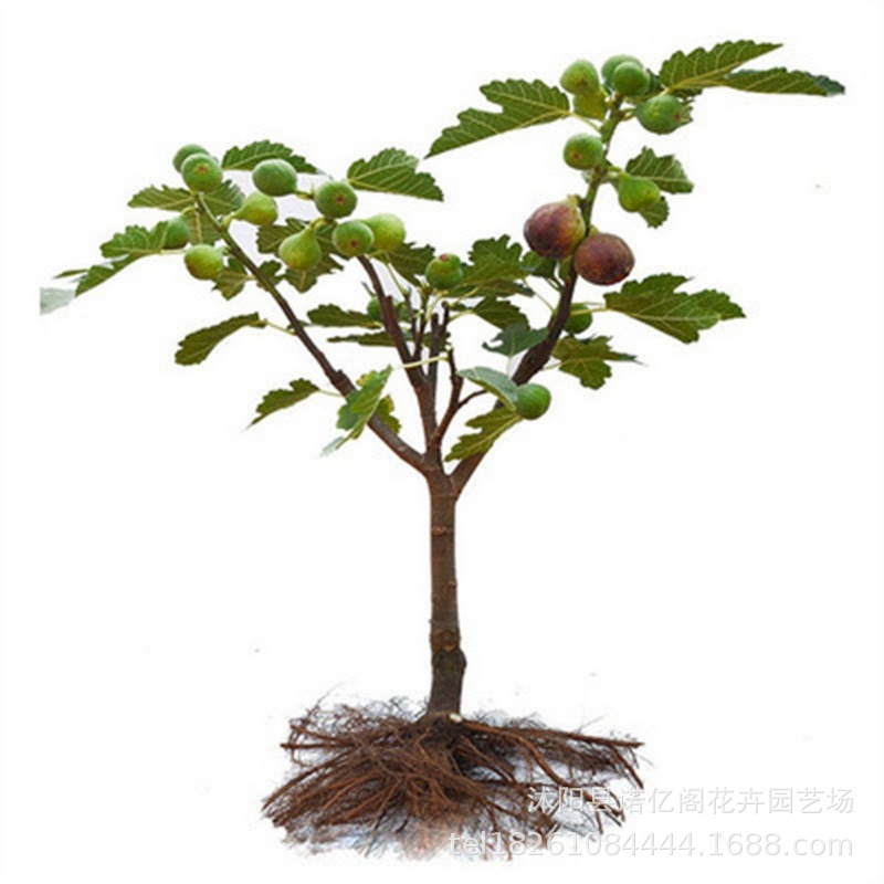 Brankrick Fig Saplings Extra Large Fruit Potted Ground Fig Saplings Saplings South and North Potted Plants