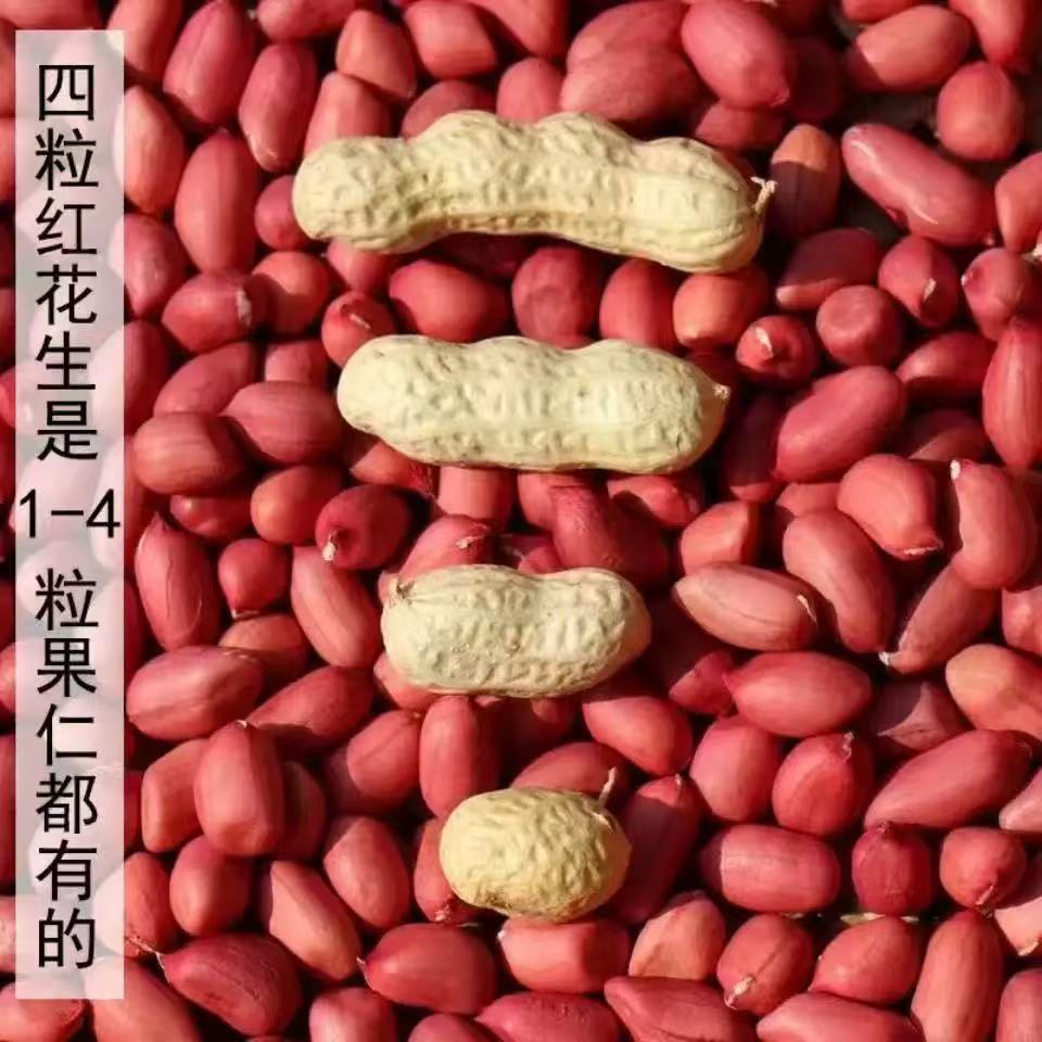 Seasonal New Arrivals: Four Red Northeast Specialty Peanuts with Shells, Farm-Produced Sun-Dried Peanuts with Shells, One Piece Drop Shipping