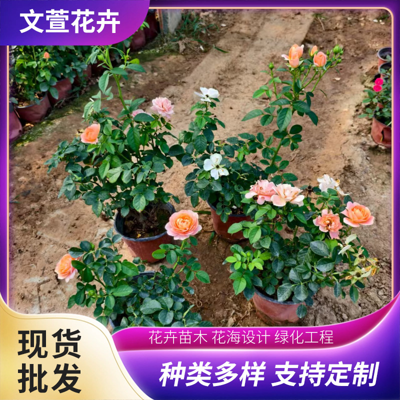 Juice Balcony Rose Potted Plants for Courtyard and Municipal Greening Projects, Juice Balcony Rose Wholesale Base