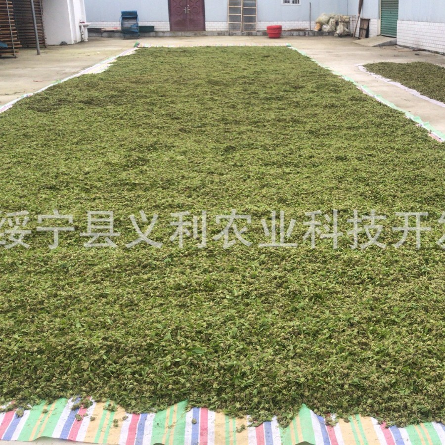 2025 New Tea Eucommia Male Flower Manufacturer Wholesale Large Supply 500g Premium Genuine Pollen Multi-Golden Flower Needle Tea