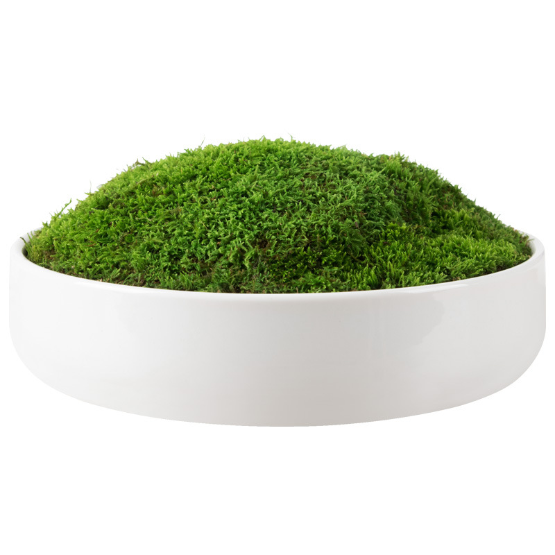 Fresh Moss Micro-Landscape Plant Bonsai Potted Paving All Year Round Water and Land Tank Rockery Grass White Hair Moss Short Velvet Moss