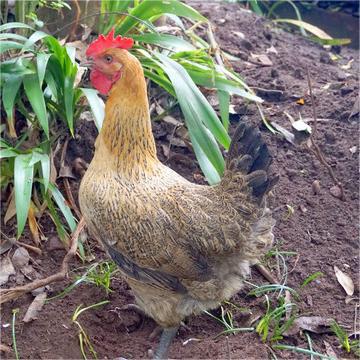 Wholesale of Three-Yellow Chickens, Free-Range Chickens, Five-Black Chickens, Live Chickens, Hens, Grass Chickens, Green-Legged Black Chickens, 4.5kg Red Cocks