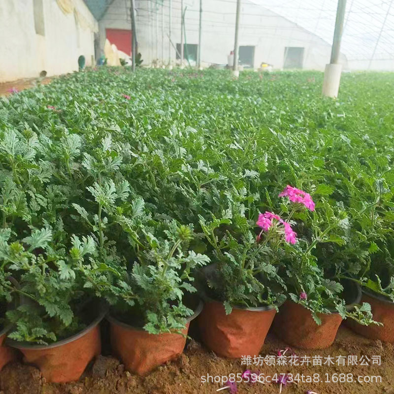 Landscaping Engineering Cup Seedlings of Beautiful Cherry Blossoms Wholesale Fine-Leafed Beautiful Cherry Blossoms Cup Seedlings Perennial Florals Large Pots of Beautiful Cherry Blossoms