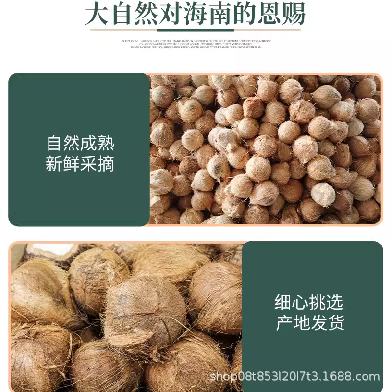 Hainan Old Coconut Hairy Coconut Fresh Wholesale Coconut Chicken Coconut Fruit Coconut Meat Juice Soup
