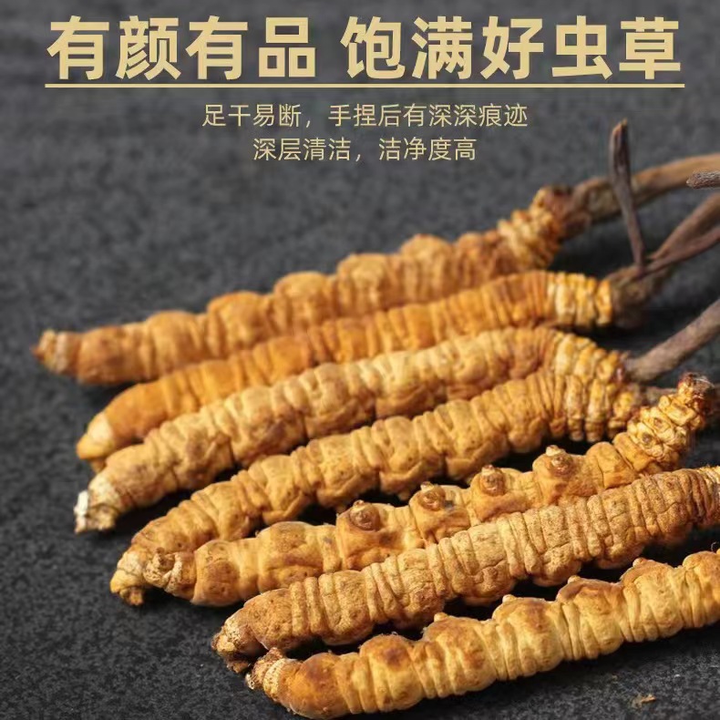 Cordyceps sinensis dried Cordyceps Xizang Cordyceps sinensis source wholesale recruitment agent traditional tonic