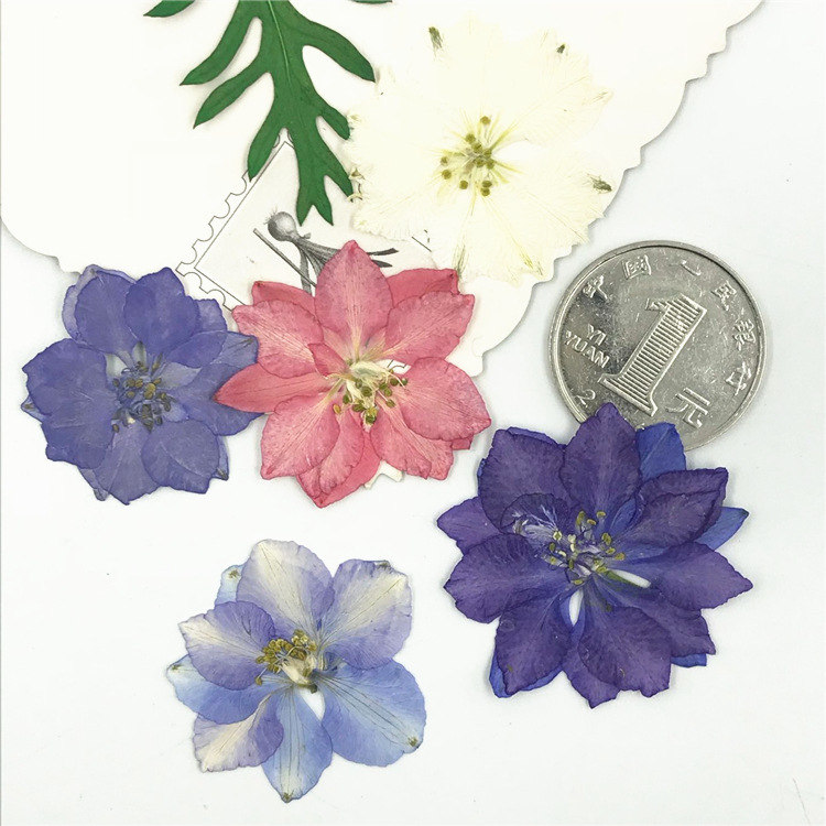 Flying Swallow Flower, Dried Flower Material, Wholesale Embossed Handmade Material Package, Bookmark, Glue Phone Case, Plant Specimen