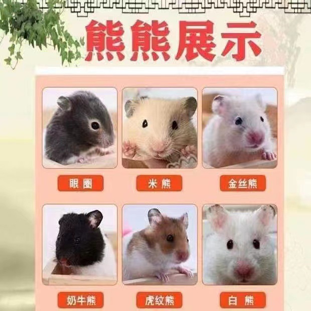 Hamster Live Golden Bear Long-Haired Black Bear Rice Bear Sterling Silver Lilac Cinnamon Poli Tiger Pattern Live Animal Pet Wholesale Agent
