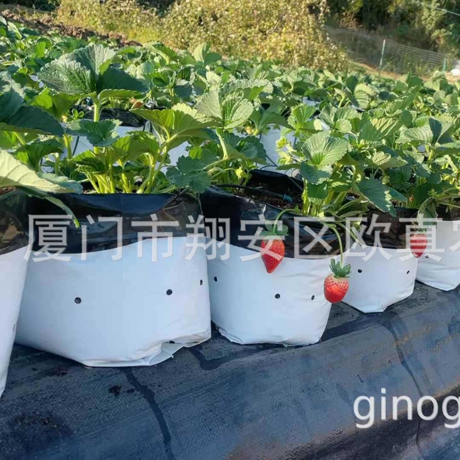 Factory Direct Sales Blueberry Planting Bag Blueberry Substrate Cultivation Bag Seedling Bag Growth Bag Durable and Thickeneded