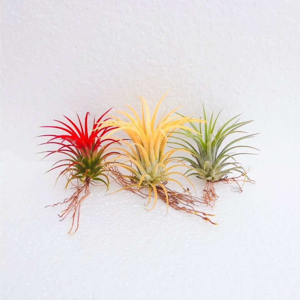 Воздушный ананас безземельное растение Красный эльф Желтый эльф Зеленый эльф Фруктовый эльф Настольное растение в стеклянной бутылке