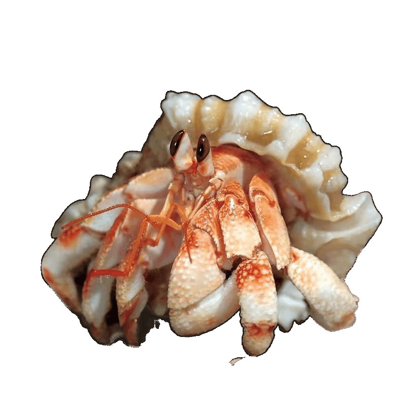 Easy-To-Raise Pet Crabs for Beginners: Hermit Crabs, Small Bean-Shaped Hermit Crabs, Freshwater Crawling Pets, Tank-Friendly Mini Crabs for Lazy Enthusiasts