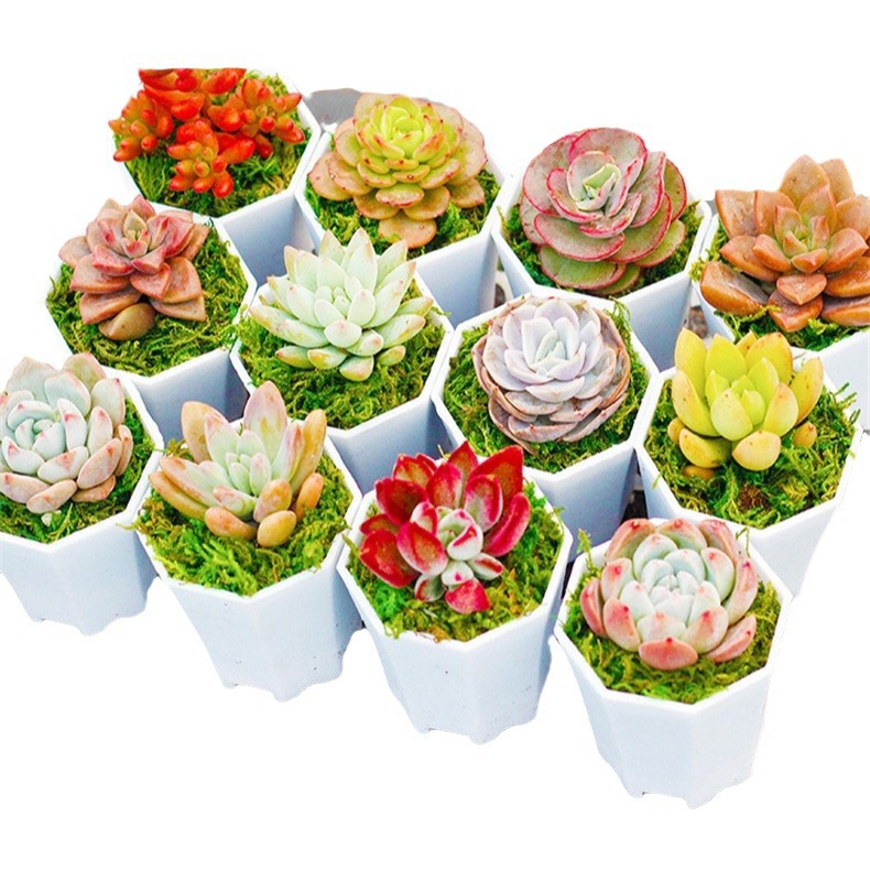 Succulent Plant with Pot, Good Potted Plant Combination, Large Flower Succulent Package, Beautiful Succulent Small Potted Plant
