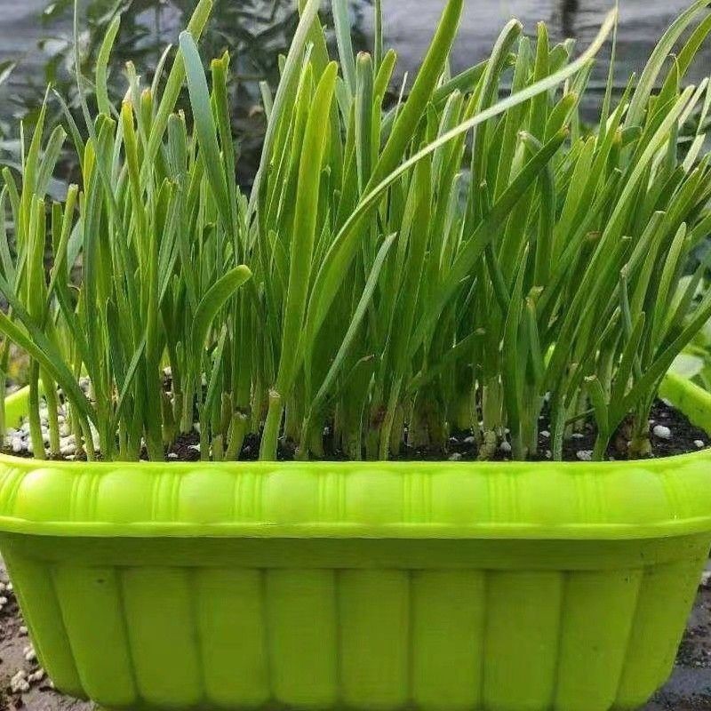 New leek root seedling purple root wide leaf red root four seasons fine leaf leek root wholesale potted balcony indoor vegetable seedling