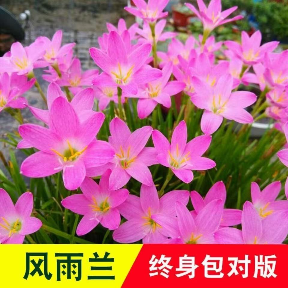 Орхидеи Wind and Rain луковицы цветут в любое время года, луковицы с двойными лепестками, для комнатного и уличного озеленения, холодостойкие горшечные растения