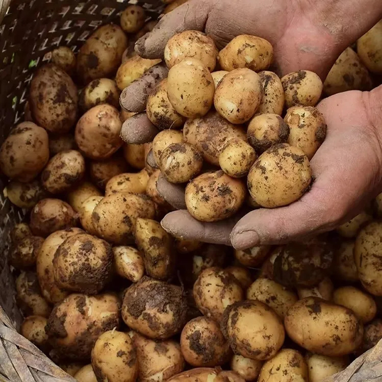 Fresh Enshi Small Potatoes Freshly Dug from Hubei, Fresh Yellow-Fleshed Potatoes, Seasonal Vegetables, Potatoes, and Potatoes for Dropshipping
