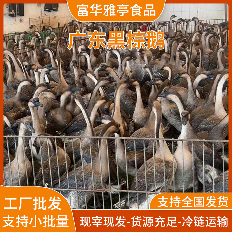 Аутентичный черный и коричневый гусь, свежезабитый и готовый к употреблению, Циньюань черный и коричневый гусь отель гонконгский стиль специальный жареный гусь