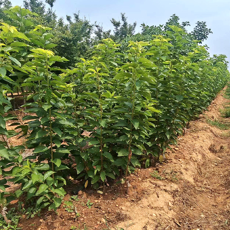 Cherry Seedlings, Cherry Tree Seedlings, Courtyard Ground Planting, Cherry Trees Planted in the North and South, Cherry Seedlings That Bear Fruit in the Same Year