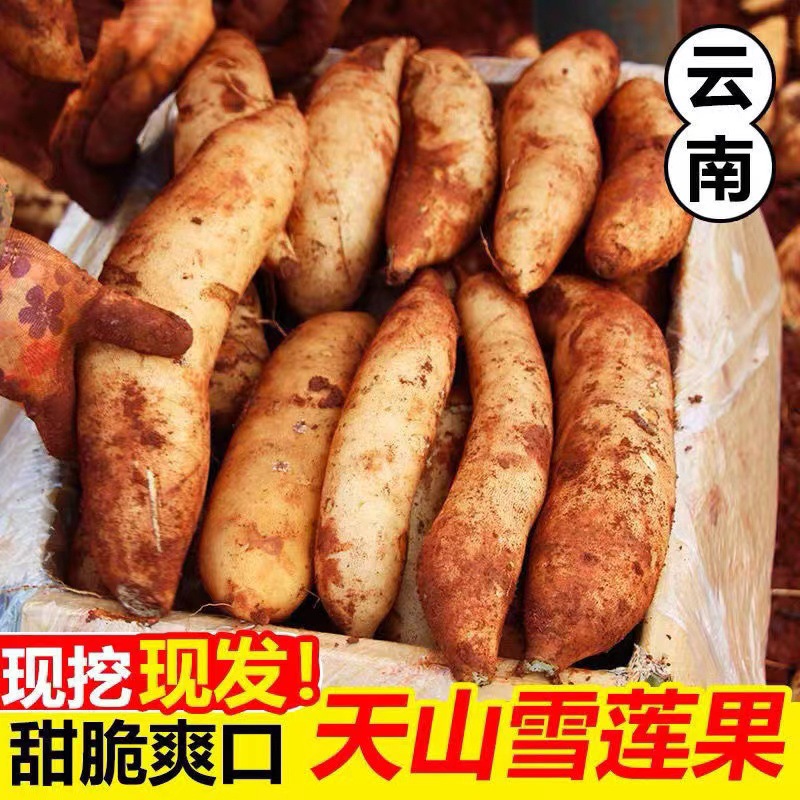 Корень снежного лотоса Тяньшань из Юннани 4.5кг, свежий красный глиняный корень снежного лотоса, свежие сезонные фрукты, целая коробка, бесплатная доставка