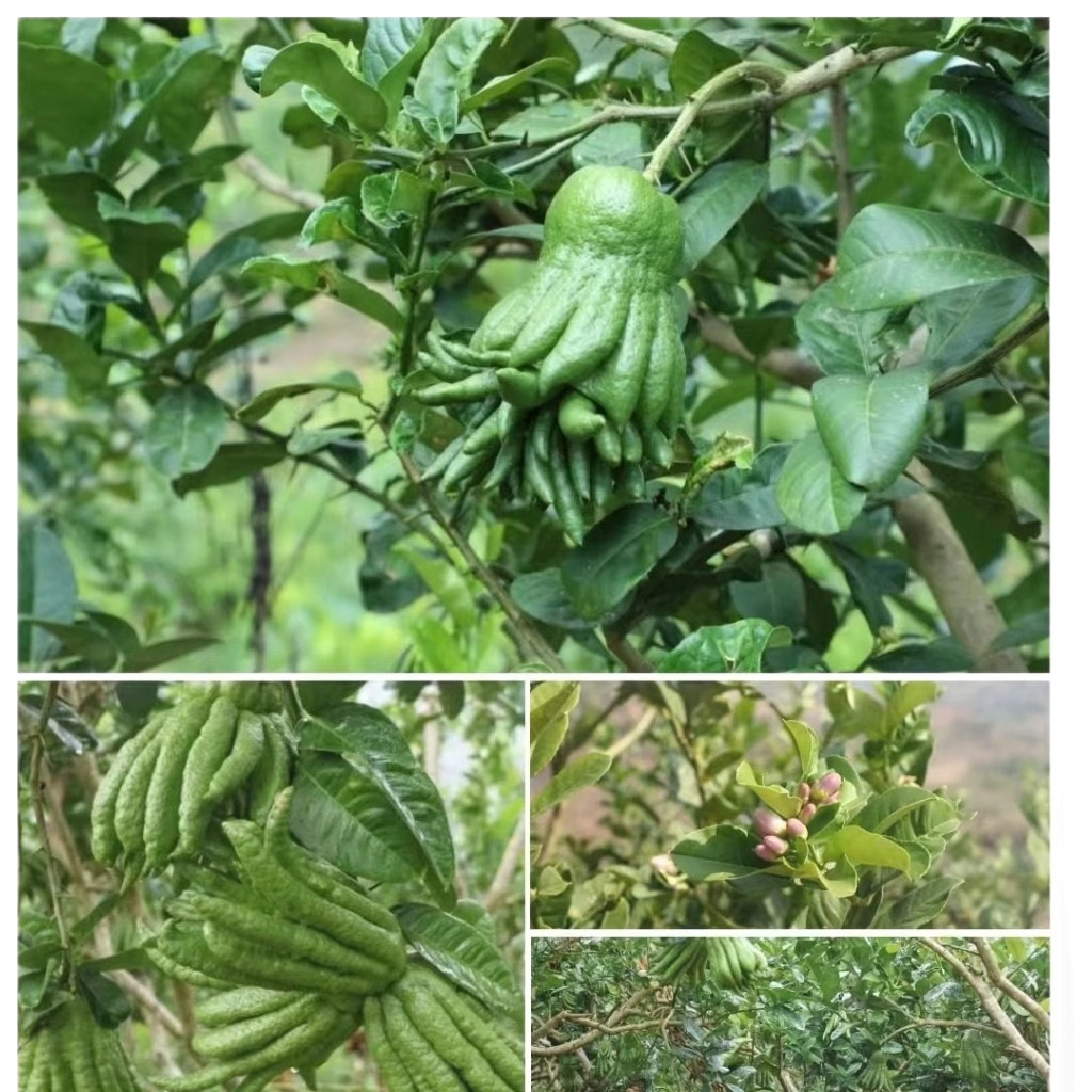 Yunnan Bergamot Tribute Smelling Incense Alpine Bergamot Fruit Extra Large Fruit Non-Jinhua Bergamot Smelling Incense with Branches Hydroponic for