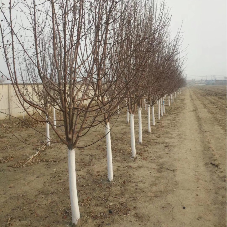 Begonia Wangzhe Begonia Glory Begonia North American Begonia Begonia Saplings