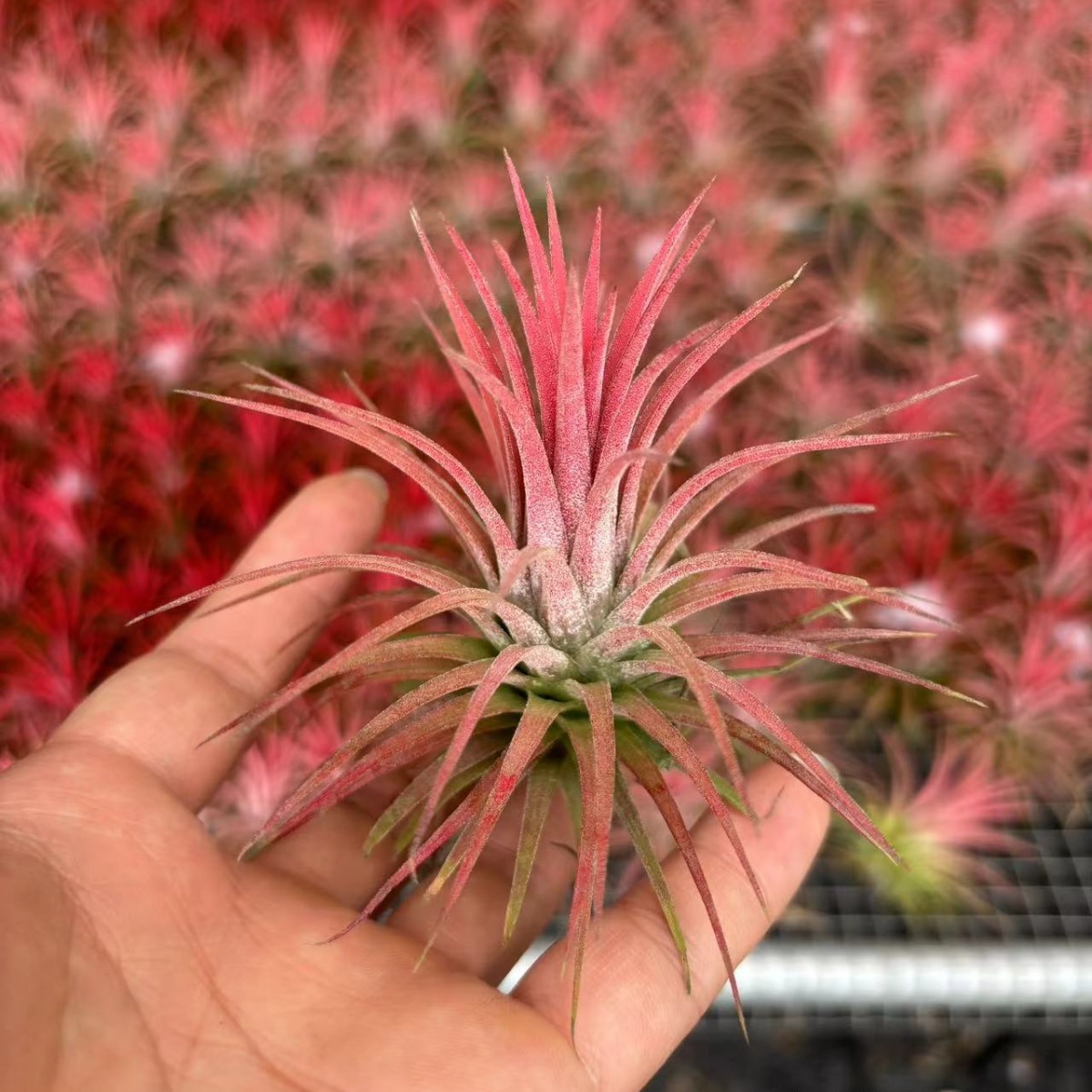 Air Pineapple Red Elf Wholesale Lupra Large, Medium and Small Batch Supply Soilless Plants Shipped from Guangzhou