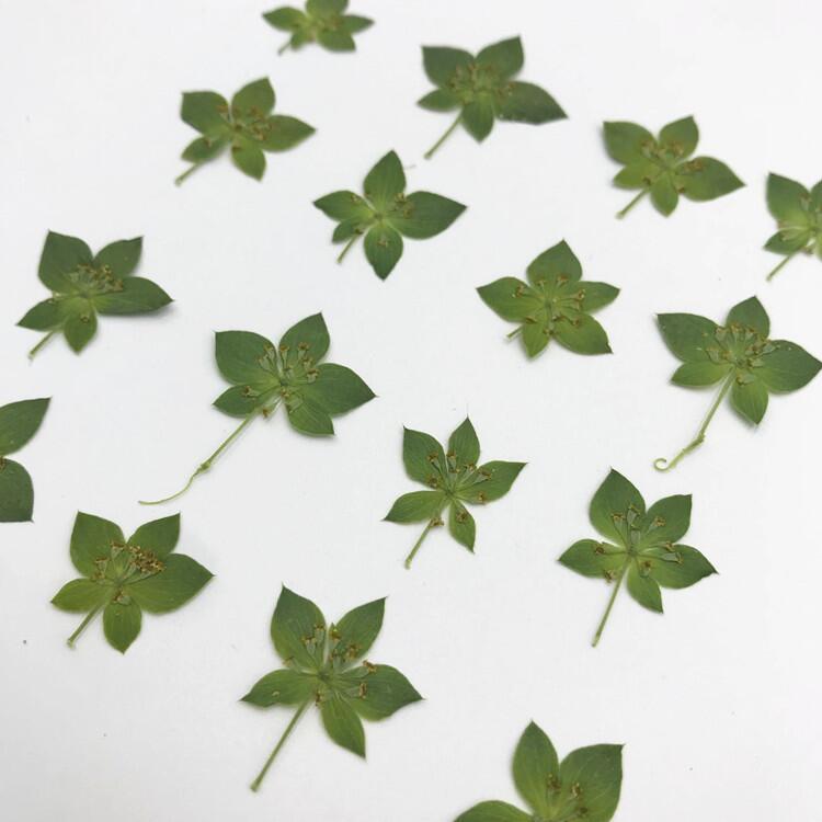 Rabbit Ear Grass Leaf Gold Nail Art Dried Flowers Internet Red Sticker Face ins Wind Flower Mobile Phone Shell Dropping Glue Flower Material diy Picture Frame