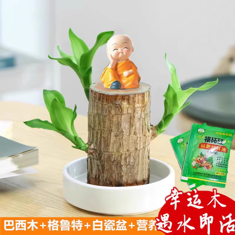 Бразильское дерево, которое может прорастать в воде, гидропоническое вечнозелёное дерево, цветущее комнатное растение, легко в уходе, оптовая продажа