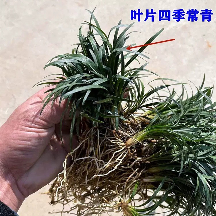 Japanese Dwarf Ophiopogon Japonicus Seedlings, Dwarf Jade Dragon Grass with Soil, Lawn Ground Cover Plants, Cold-Resistant, Evergreen, Pruning-Free Grass in All Seasons