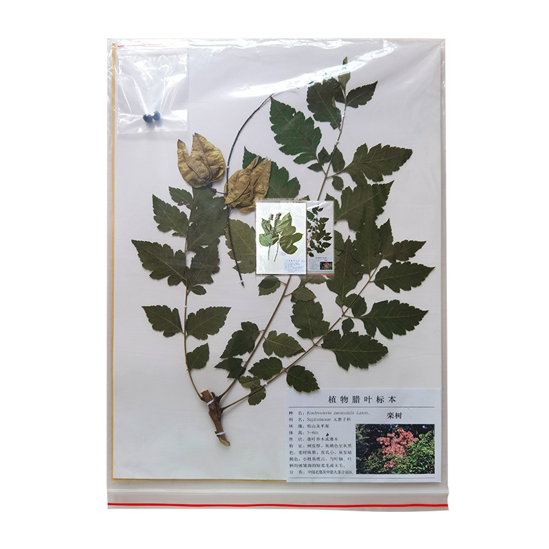 Origin supply plant specimen herbarium traditional Chinese medicine wax leaf specimen simple plant wax leaf specimen