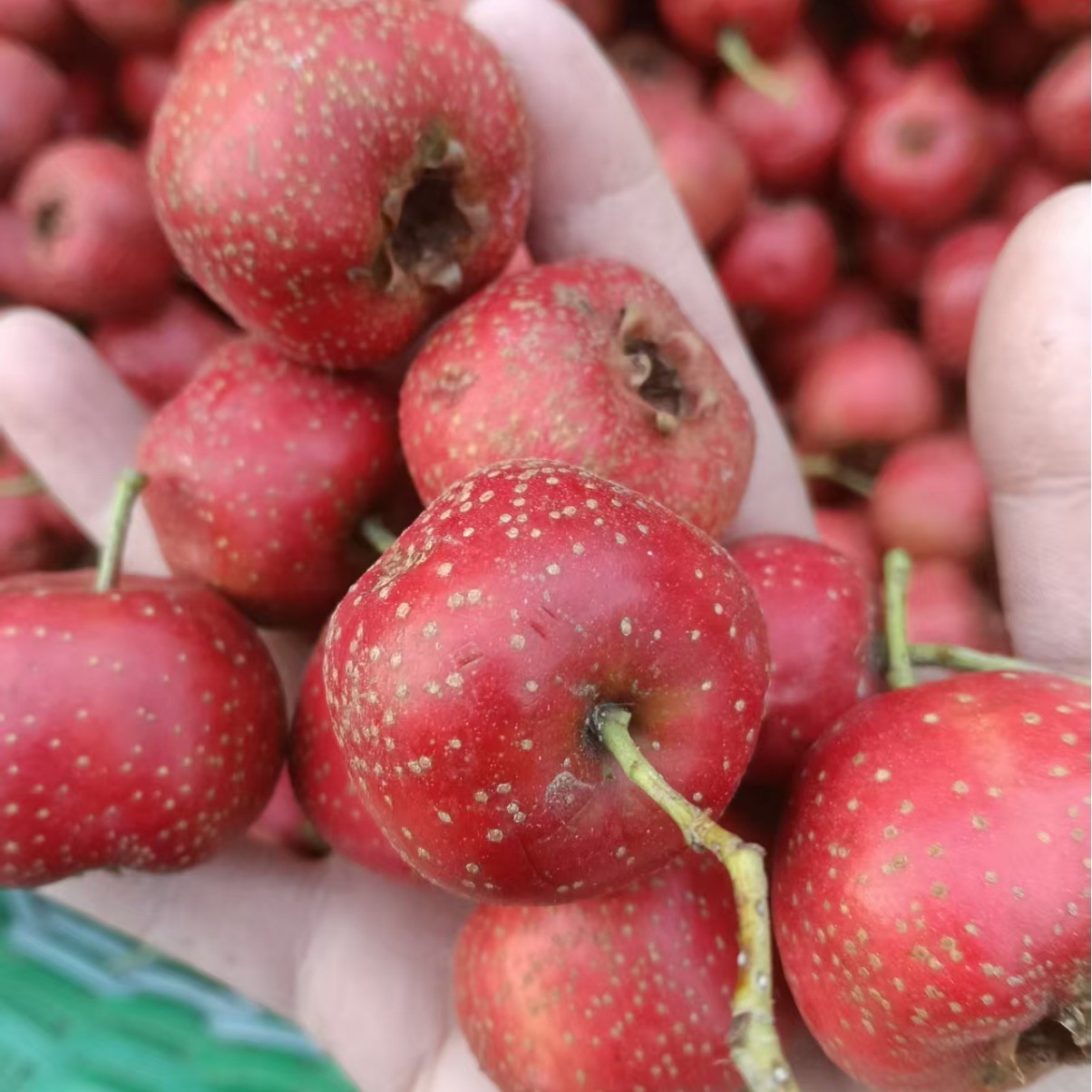 Wholesale of Large Hawthorn Fruits from Da Jin Xing (1000 Pounds, 1.8 0.5kg), Large Quantity Discounts, Processing and Stringing Services Available, Contact Customer Service