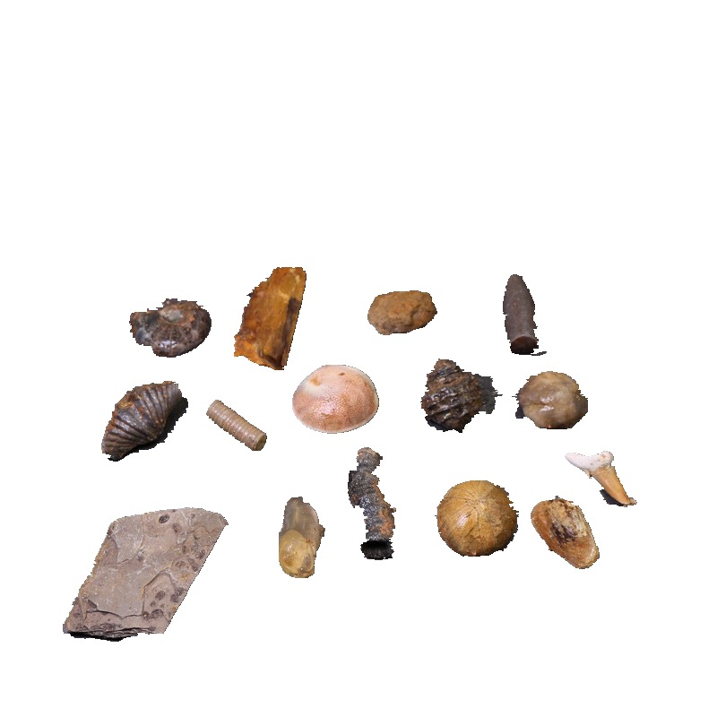 Archeological fossil parent-child archaeological excavation fossil original stone specimen ore fossil children's popular science teaching specimen