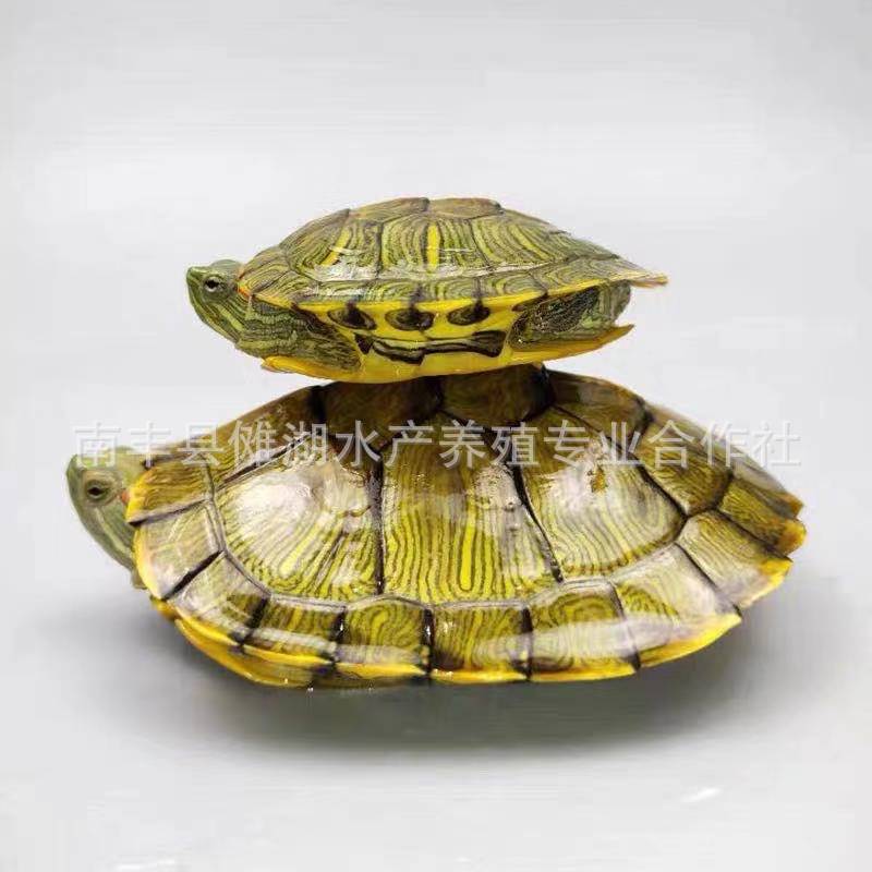 Waitang tortoise wholesale rich turtle stall small tortoise adorable tortoise red ear tortoise