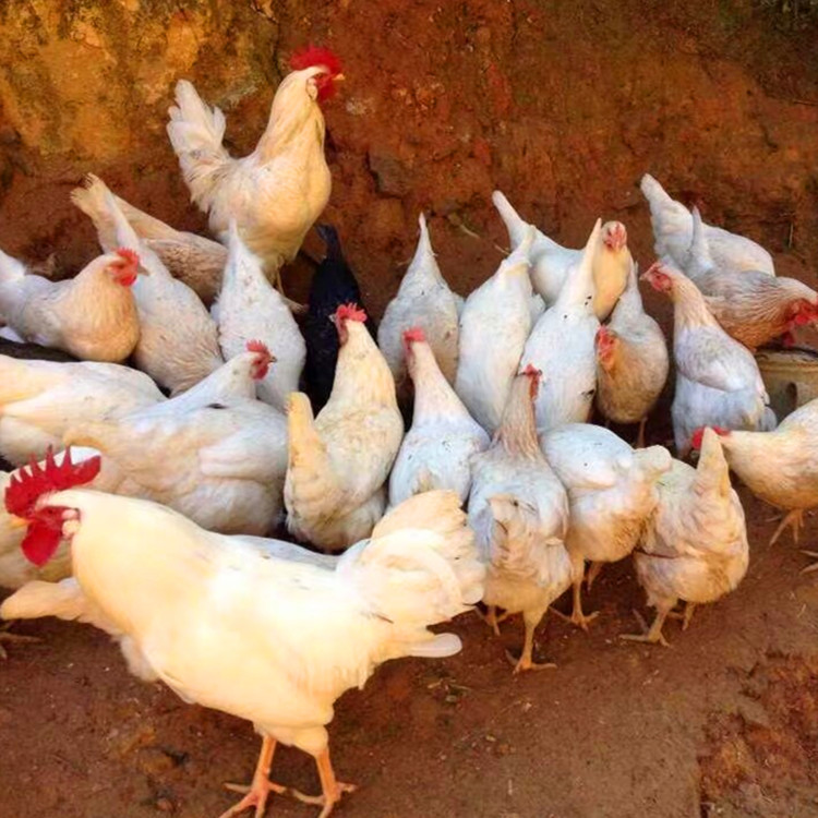 Chicken Chicks Wholesale Hyland Gray Egg Chicken Chicks, Egg Laying King, 300 Eggs Per Year, and Green Shell Egg Chicken Chicks Hyland Brown Chicken 1