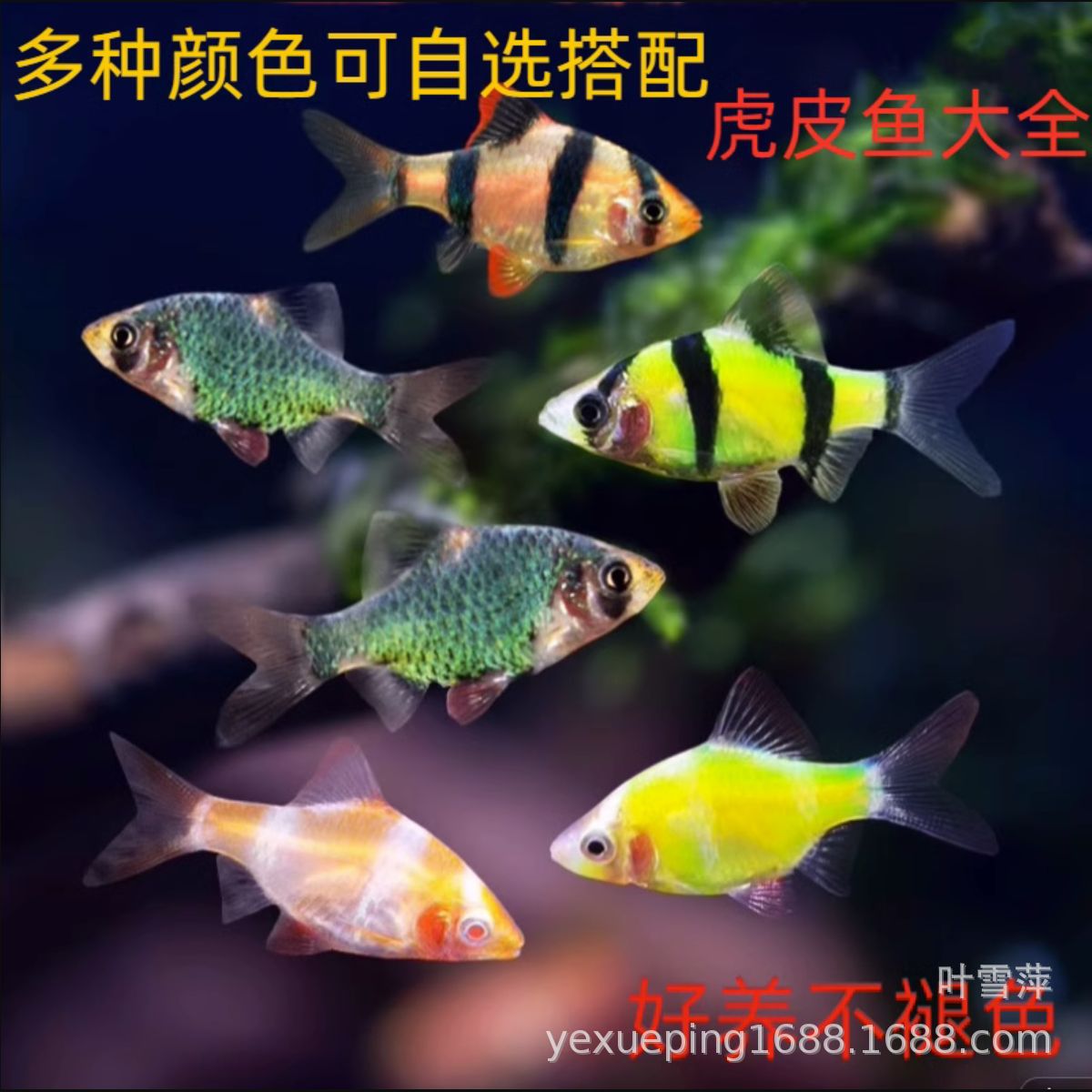 Tiger skin three fish living small fish grass tank group swimming grass tank mixed breeding group swimming tropical fish ornamental fish fishing factory direct sales