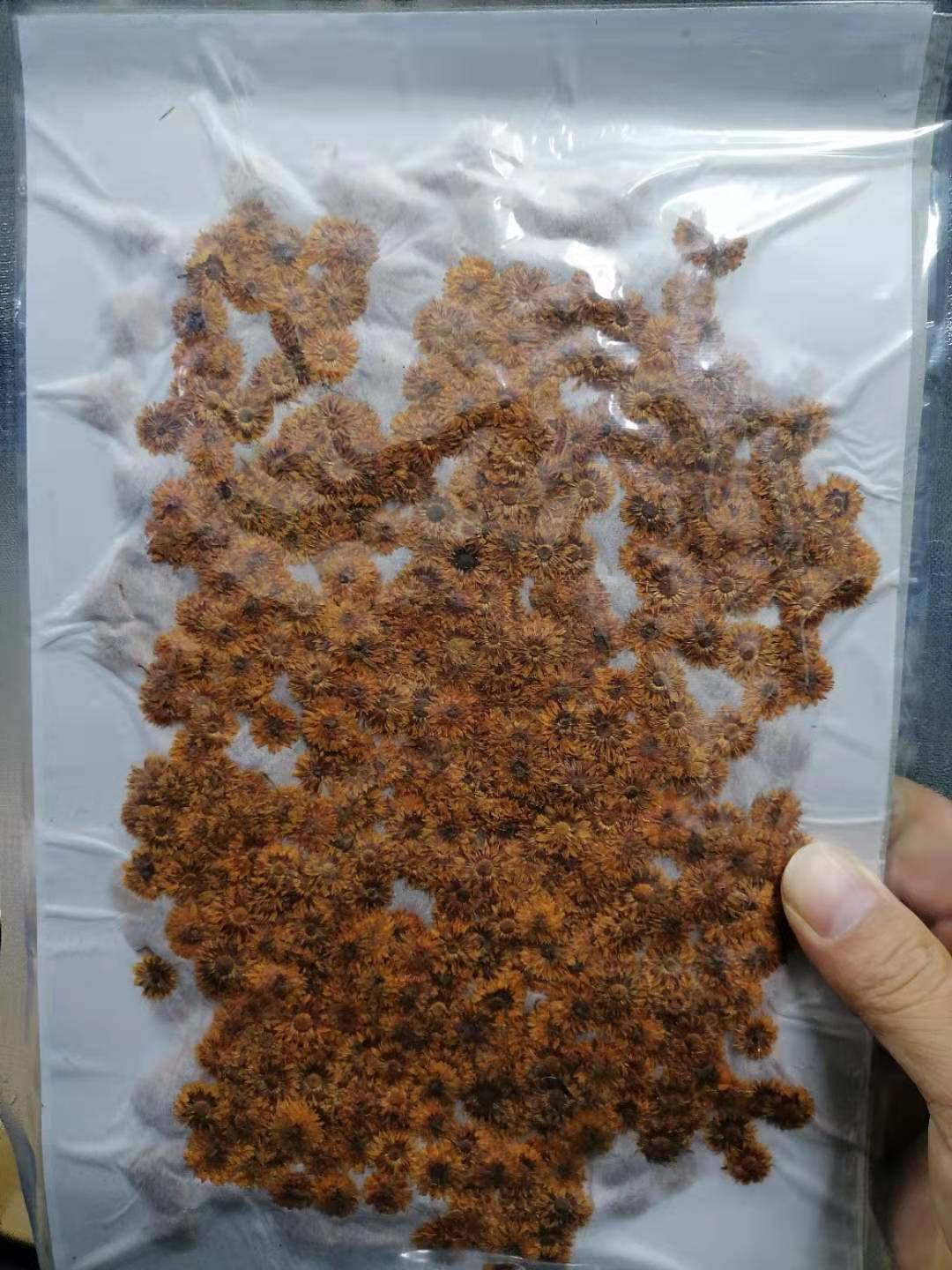 Small Fragrant Green Baffle Aromatherapy Candle Nail Art Dried Flowers Real Flowers Face Beauty Makeup Embossing diy Baffle Painting Greeting Card Flower Material