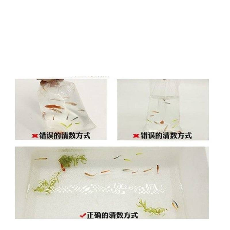 Pet Colorful Ornamental Shrimp Freshwater Fire Shrimp Algae Removal Shrimp Beginner Live Shrimp Cleaning Shrimp Crystal Shrimp Tool Shrimp Package