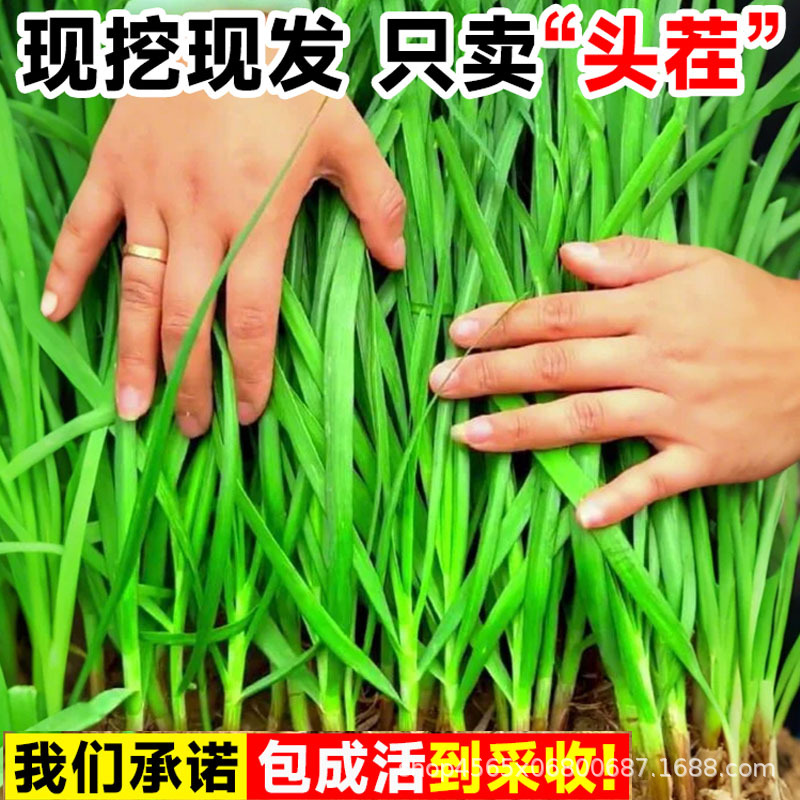 New Leek Root Seedlings, Purple Roots, Large Wide Leaves, Dug with Soil in All Seasons, Fine-Leaf Potted Vegetables, Leek Wholesale in All Seasons