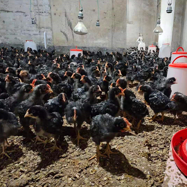 Manufacturer Wholesales Broiler Chicks, Broiler Chicks That Have Been Weaned, Black-Feathered Broiler Chicks, Green-Shelled Eggs, One-Month-Old Yellow-Feathered Chickens, Free-Range Chickens