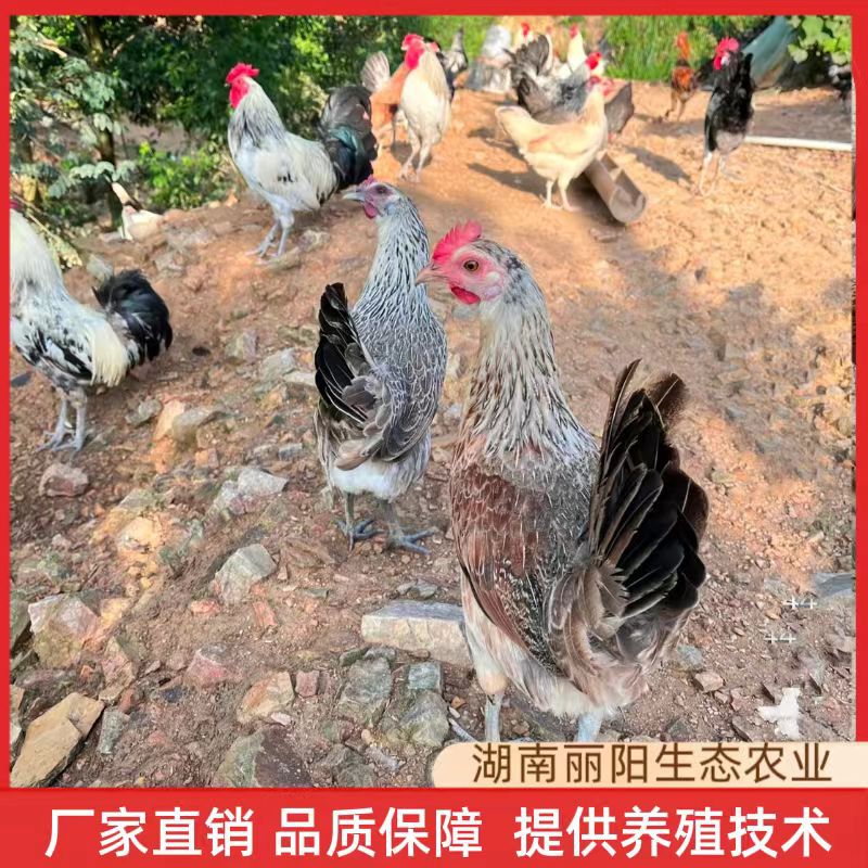 На продажу живые цыплята курицы Цюйшань, цыплята гуся, цыплята императорской наложницы, цветные фазаны, однодневные цыплята из инкубатора