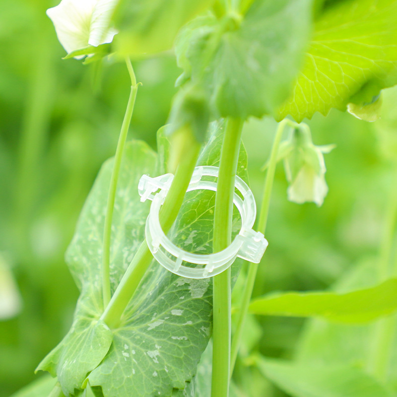 Plant clip/Pumpkin Vine clip/plastic binding Vine clip/binding branch clip/hanging vine clip/holding Vine clip/Vine fixing clip